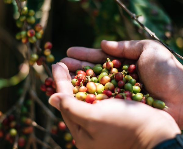 Coffee Arabica Plantation