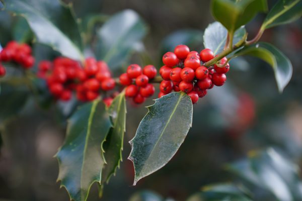 Coffee Robusta Cherry